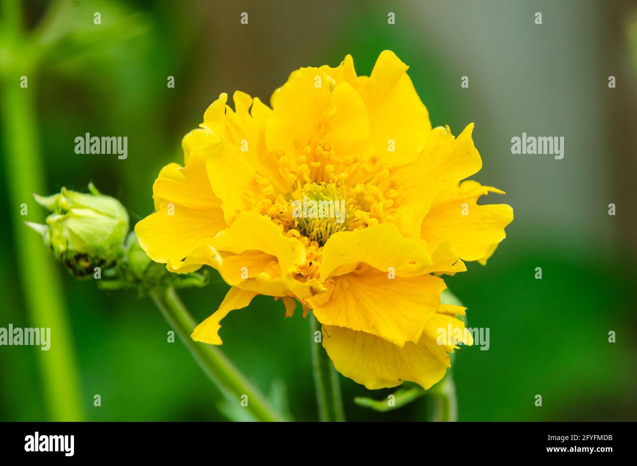 Photo macro de fleurs jaunes de Geum 'Lady Stratheden' dans un jardin résidentiel. Banque D'Images