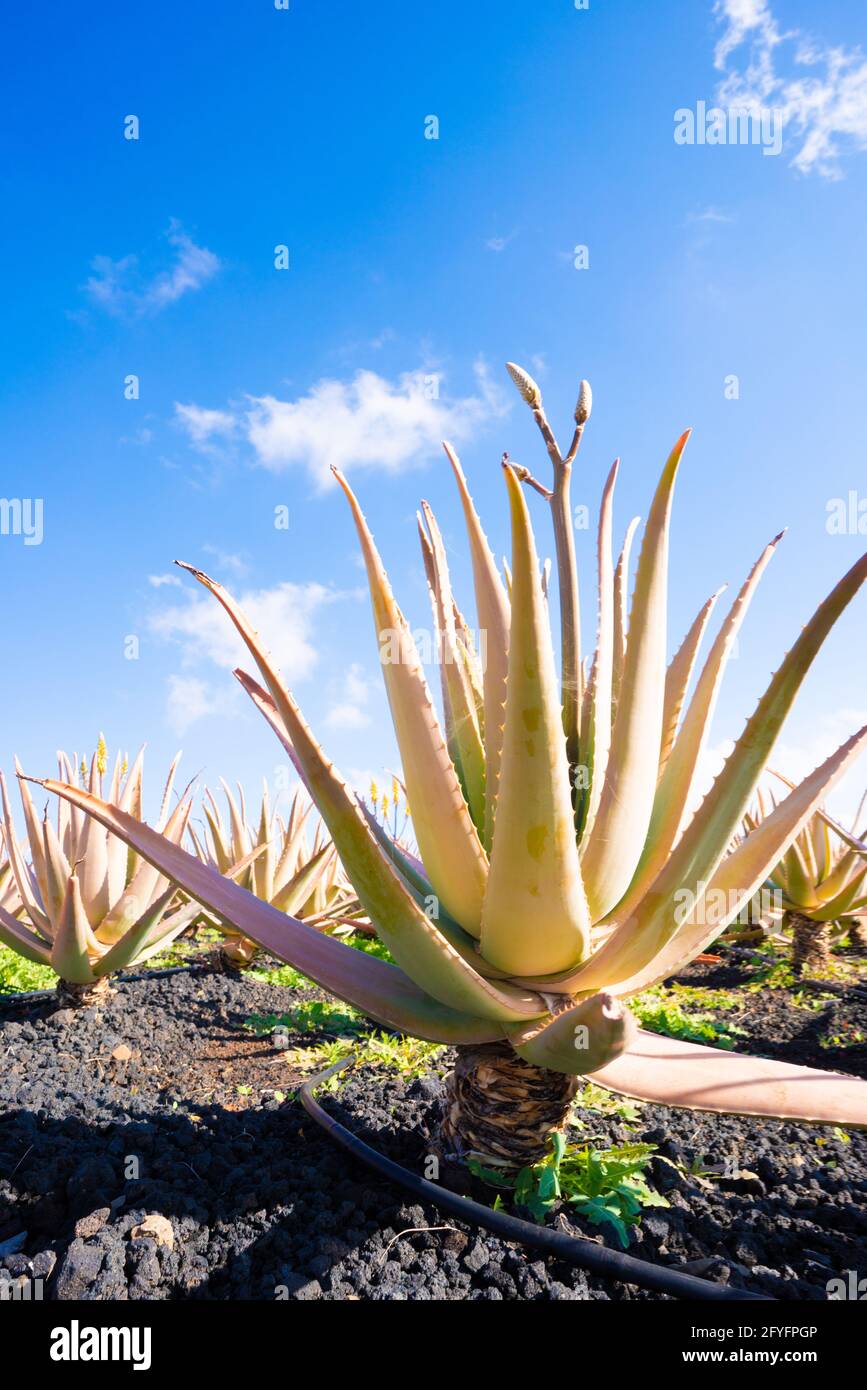 Plantation d'usine de vera d'aloès dans les îles Canaries. L'Aloe Vera dans le jardin de la ferme du désert à Furteventura Banque D'Images