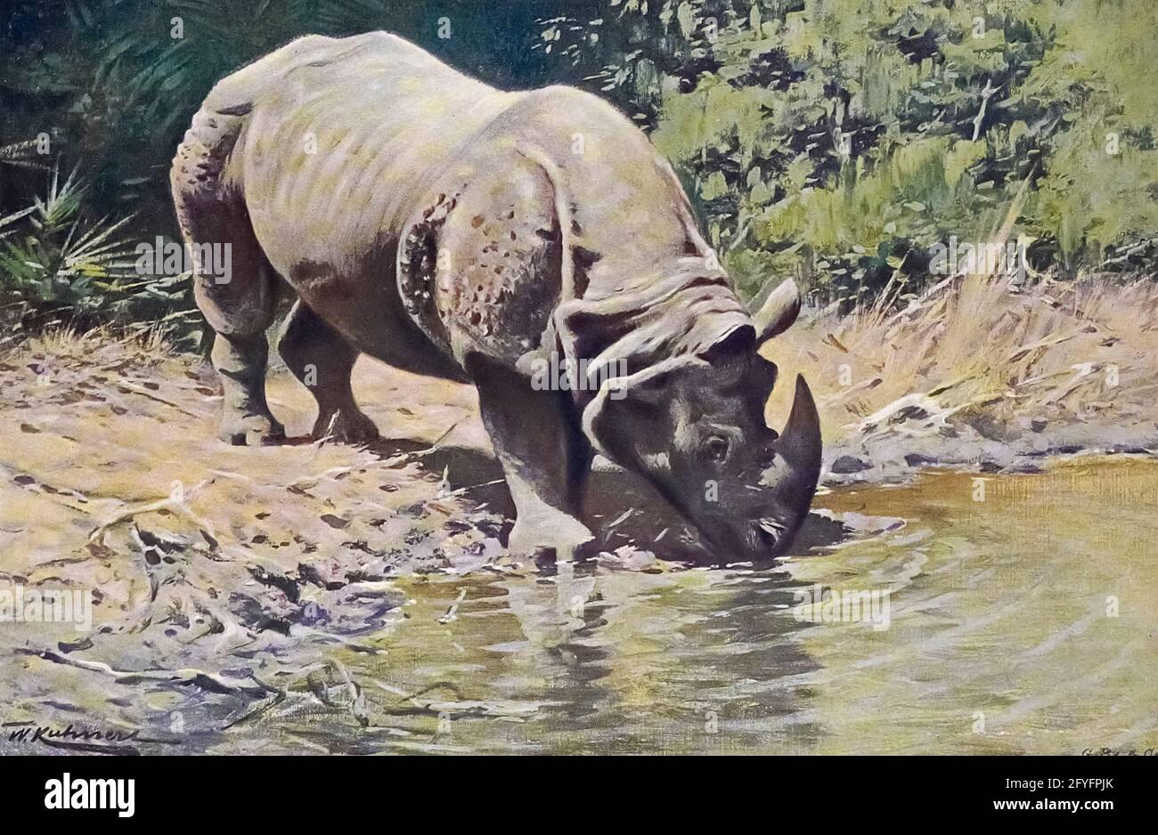 Le rhinocéros indien (Rhinoceros unicornis), également appelé rhinocéros indien, est un grand rhinocéros à cornes ou un grand rhinocéros indien, est une espèce de rhinocéros originaire de l'Inde subcontinent.from le livre « Portrait d'animaux » de Richard Lydekker, et illustré par Wilhelm Kuhnert, publié à Londres par Frederick Warne & Co. En 1912 Banque D'Images