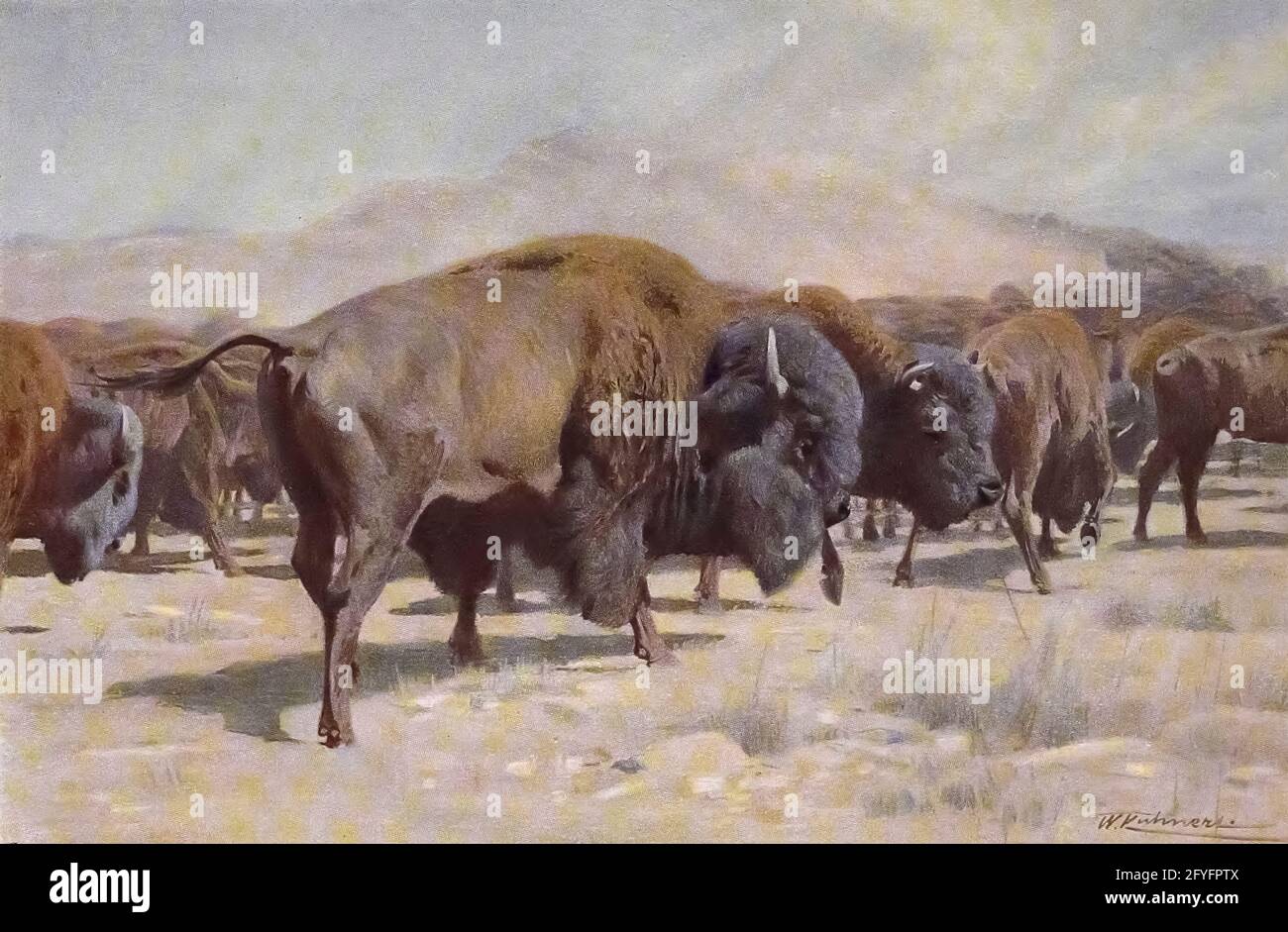 Bison Europeen Bison Bonasus Du Livre Animal Portriture De Richard Lydekker Et Illustre Par Wilhelm Kuhnert Publie A Londres Par Frederick Warne Co En 1912 Photo Stock Alamy