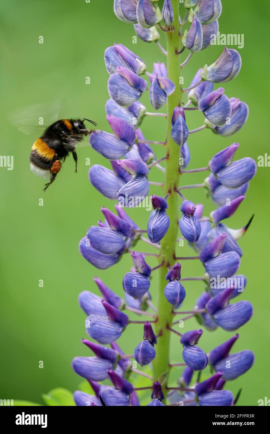 Bombus terrestris volant sur des lupins bleus Lupinus Buff-queue Bumblebee collectant le nectar, bumblebee volant Banque D'Images