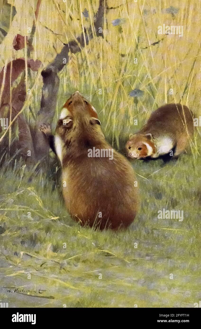 Le hamster européen (Cricetus cricetus ici sous le nom de Cricetus frumentarius), également connu sous le nom de hamster eurasien, hamster à ventre noir ou hamster commun, est la seule espèce du genre Cricetus. Il est originaire de prairies et d'habitats similaires dans une grande partie de l'Eurasie, s'étendant de la Belgique aux montagnes de l'Altaï et à la rivière Yenisey en Russie. Lorsqu'il est abondant, l'animal est considéré comme un ravageur des terres agricoles et, historiquement, il a également été piégé pour sa fourrure. Il a diminué de façon drastique ces dernières années et est considéré comme une menace critique. D'après le livre ' Portrait d'animaux ' de Richard Lydekker, an Banque D'Images