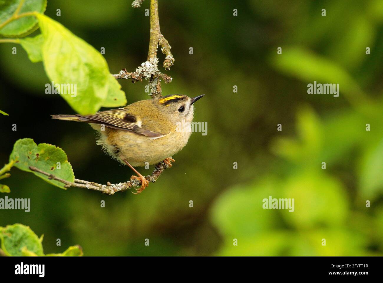 Roitelet Huppe Photo Stock Alamy