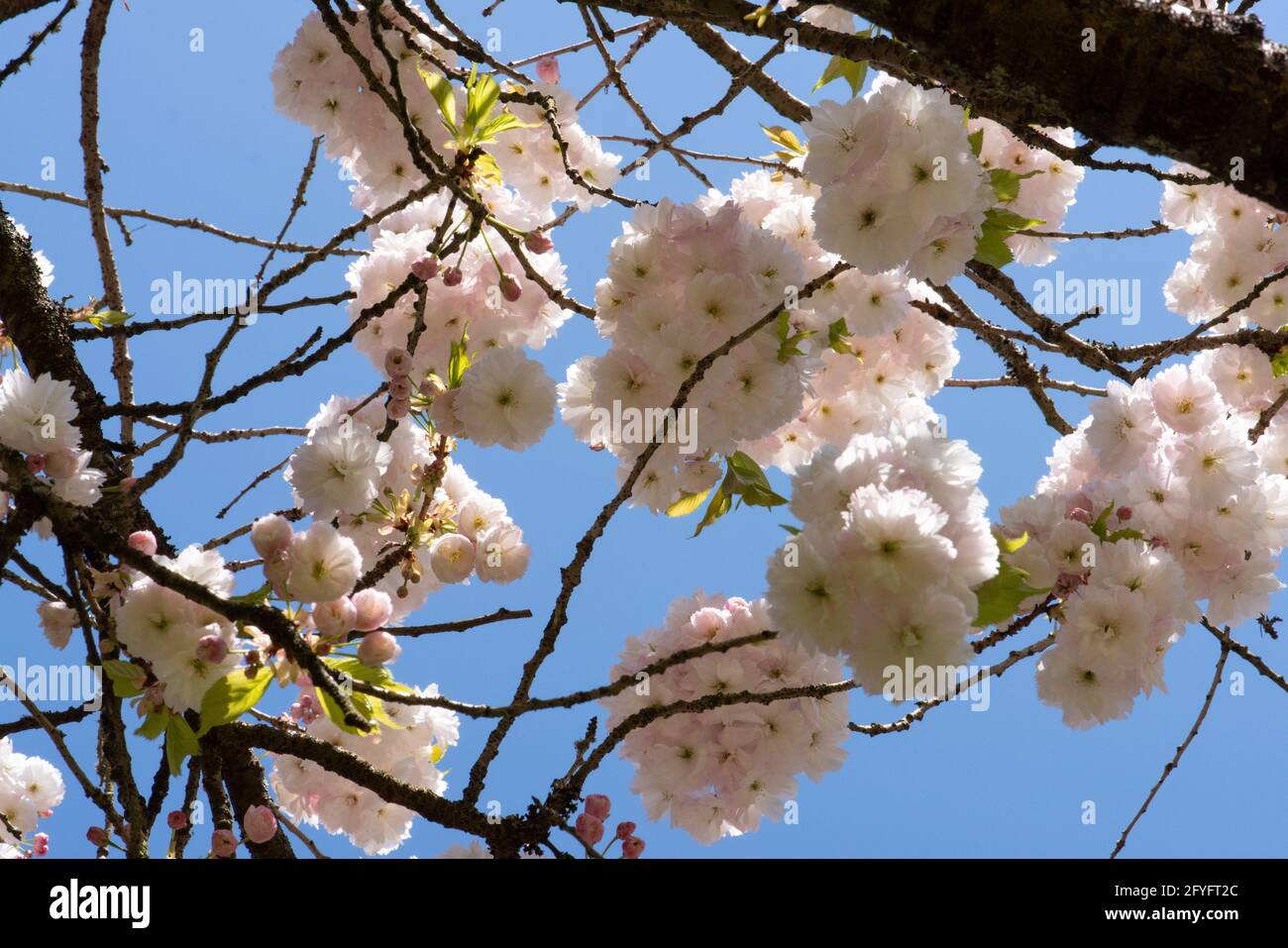 Nombre de cerises fleuries Banque D'Images