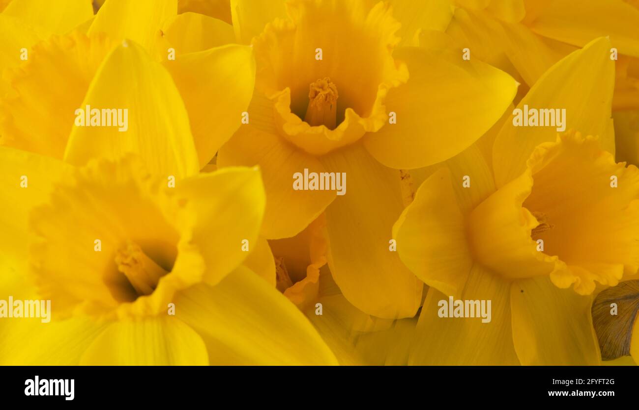 Daffodil Narcisse Pseudonarcisse nombre 3972 Banque D'Images