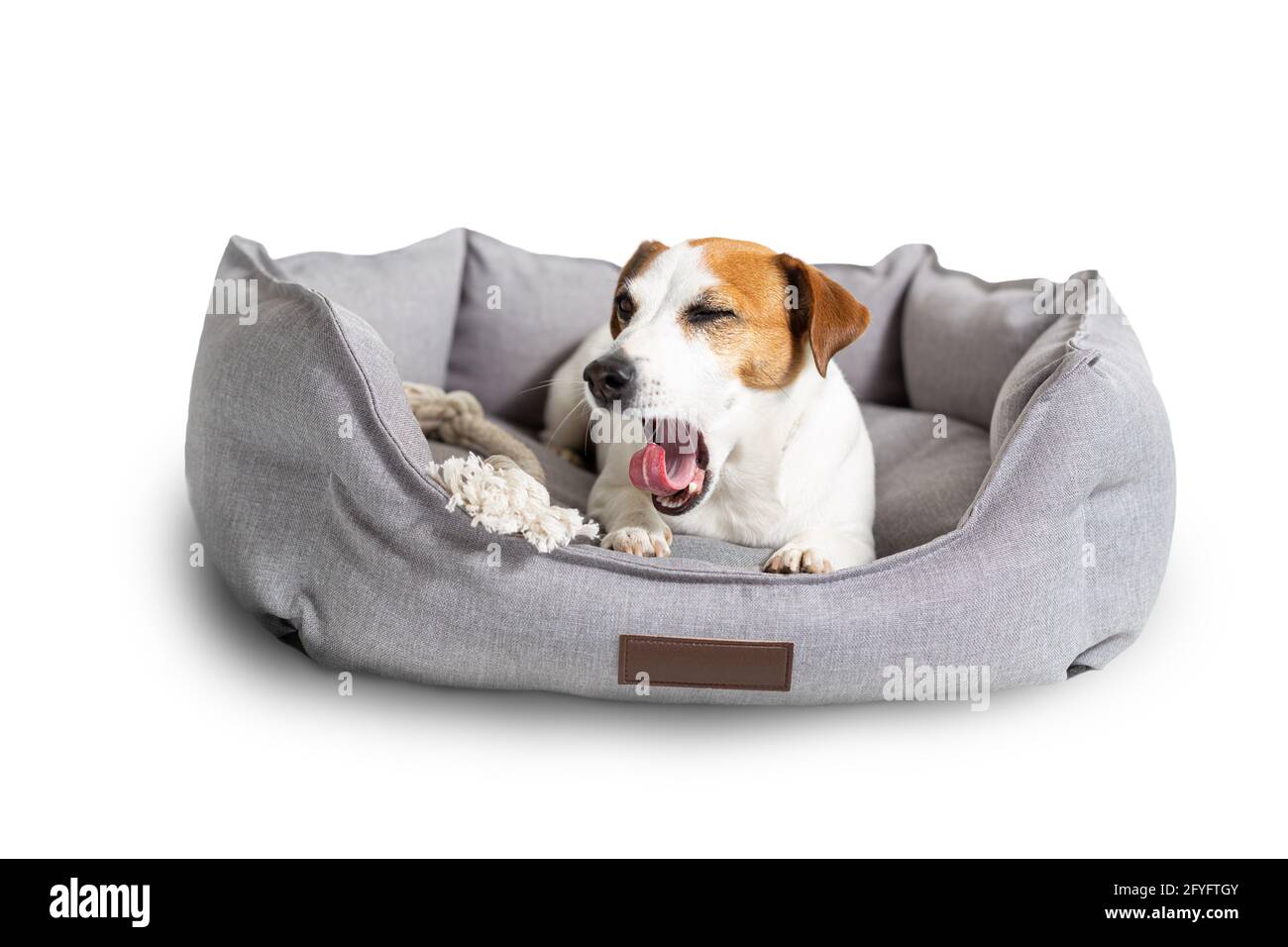 Un chien bâbord, Jack russell terrier allongé dans un lit d'animal de compagnie gris isolé sur blanc. Banque D'Images