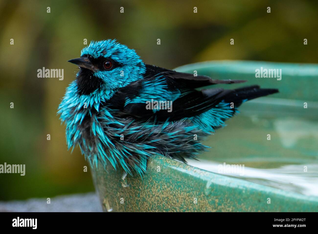 Les dacnis bleus (dacnis cayana) dans la forêt atlantique Banque D'Images