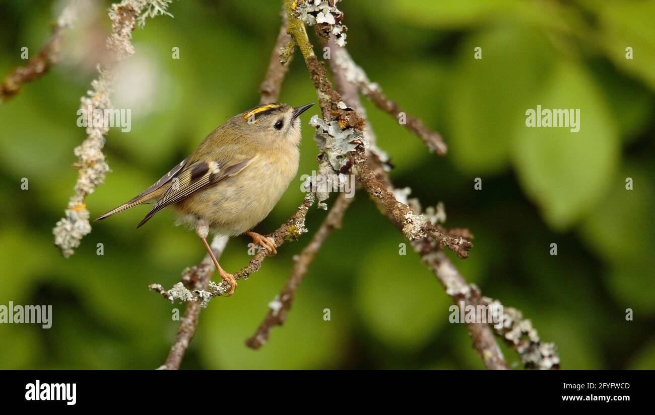Roitelet Huppe Photo Stock Alamy