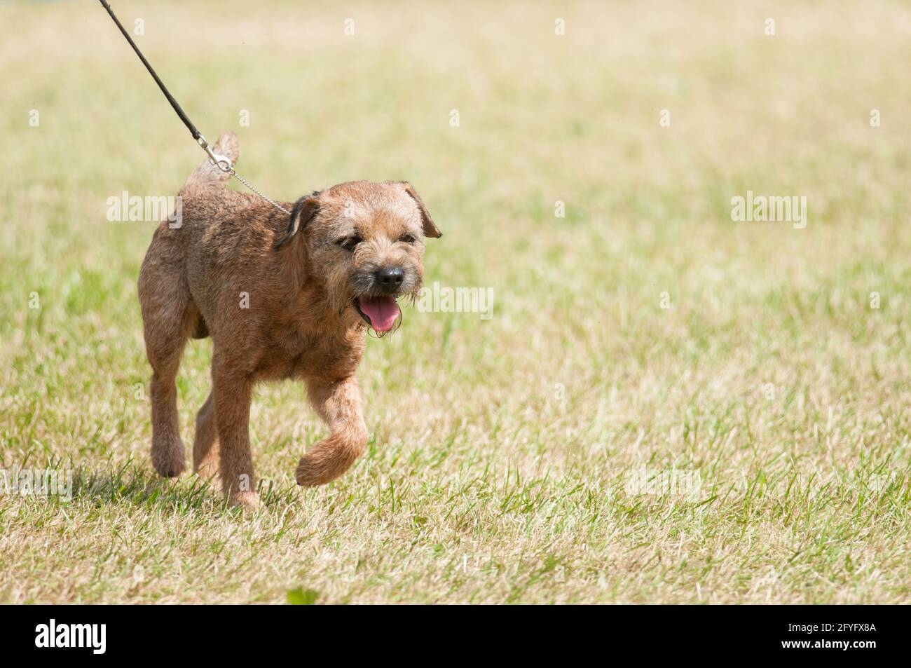 Border Terrier marchant dans l'anneau d'exposition de chiens Banque D'Images