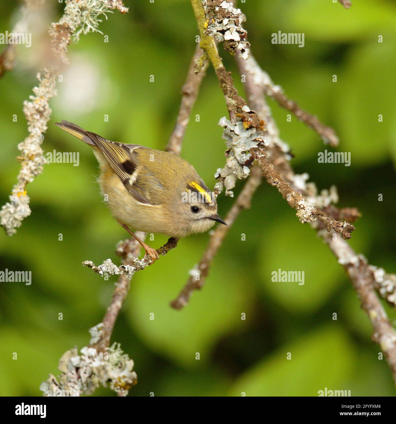 Roitelet Huppe Photo Stock Alamy
