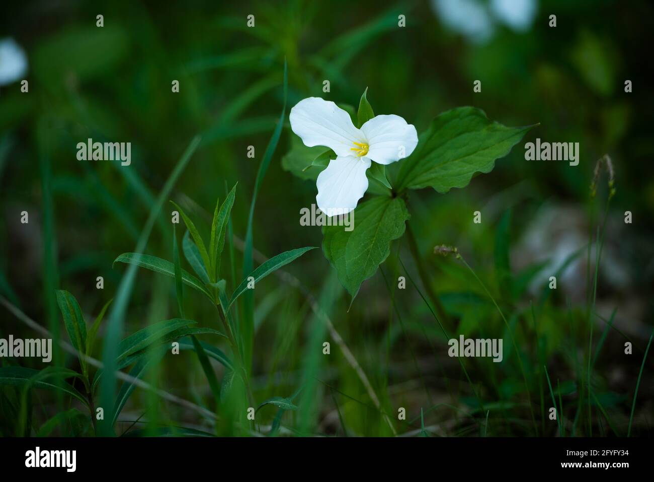 Un trillium, la fleur provinciale de l'Ontario, fleurit à l'ombre au bord d'une forêt. Banque D'Images