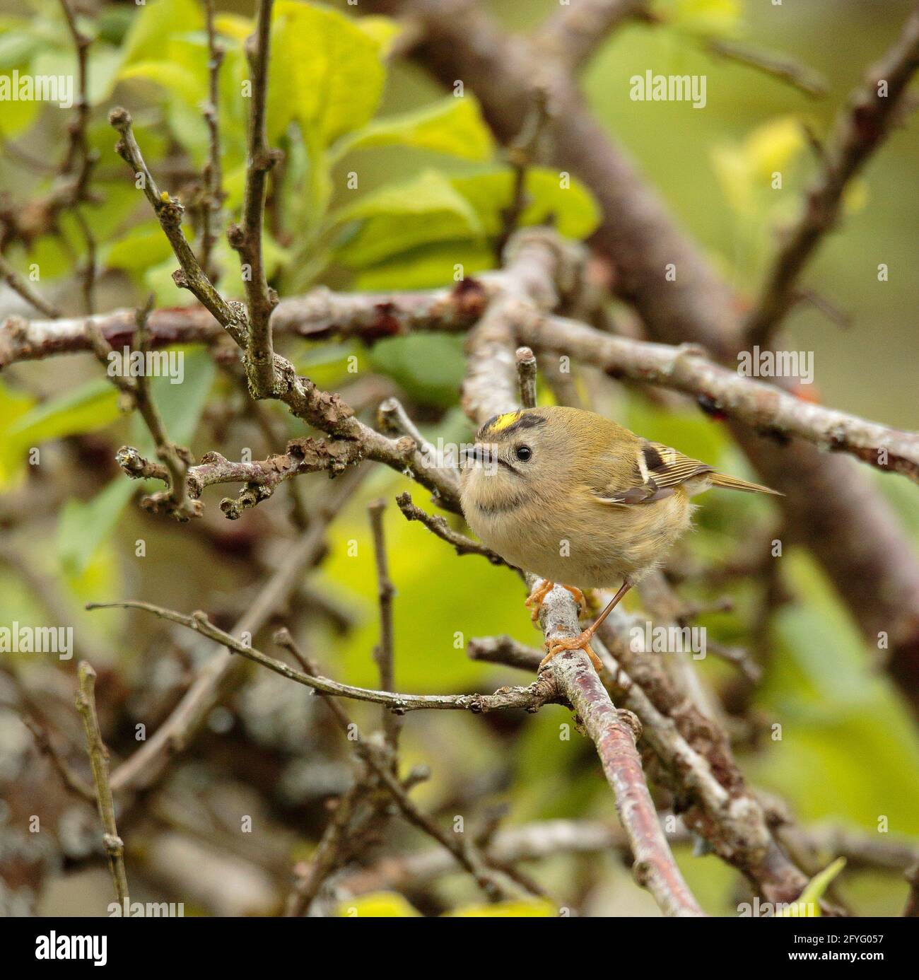 Roitelet Huppe Photo Stock Alamy