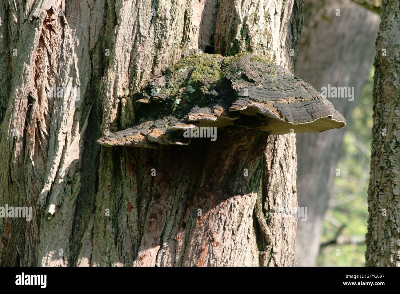 Un conk fongique sur un arbre Banque D'Images