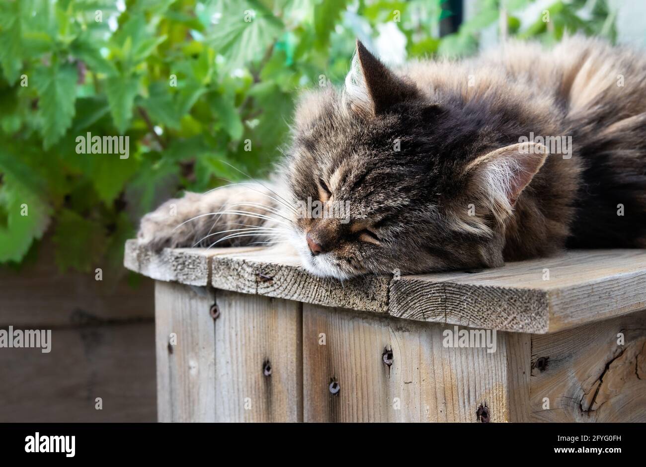 Chat senior dormant sur un banc de bois, à l'extérieur. chat tabby femelle de 15 ans allongé sur le côté et étiré, en profitant de la vie au soleil. Banque D'Images