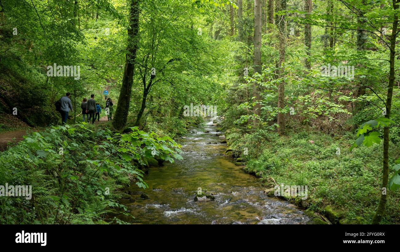 Sentier de randonnée le long d'un ruisseau de montagne dans la forêt avec des feuilles vertes fraîches. Un groupe de personnes qui font de la randonnée. Banque D'Images