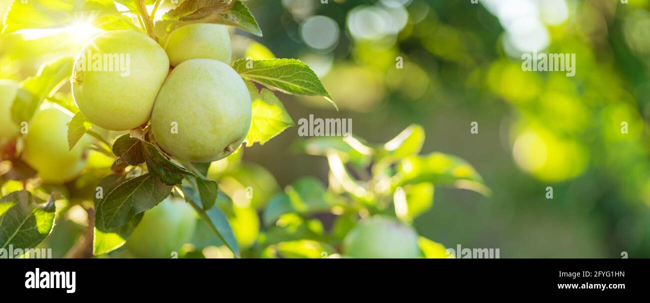 Pommes mûres jaunes d'or sur branche de pomme. Fruits biologiques dans le jardin du verger en gros plan. Banque D'Images