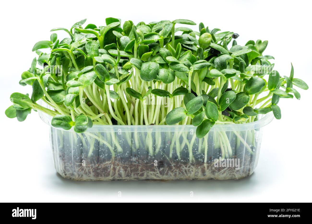 Graines germées de tournesol. Isolé sur fond blanc. Microgreens comme avantage pour la santé. Banque D'Images