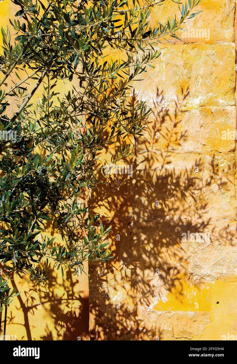 Gros plan de brindilles isolées d'olivier sous un soleil éclatant jetant des ombres sur un mur de pierre en brique de couleur terre cuite jaune - Provence, France Banque D'Images