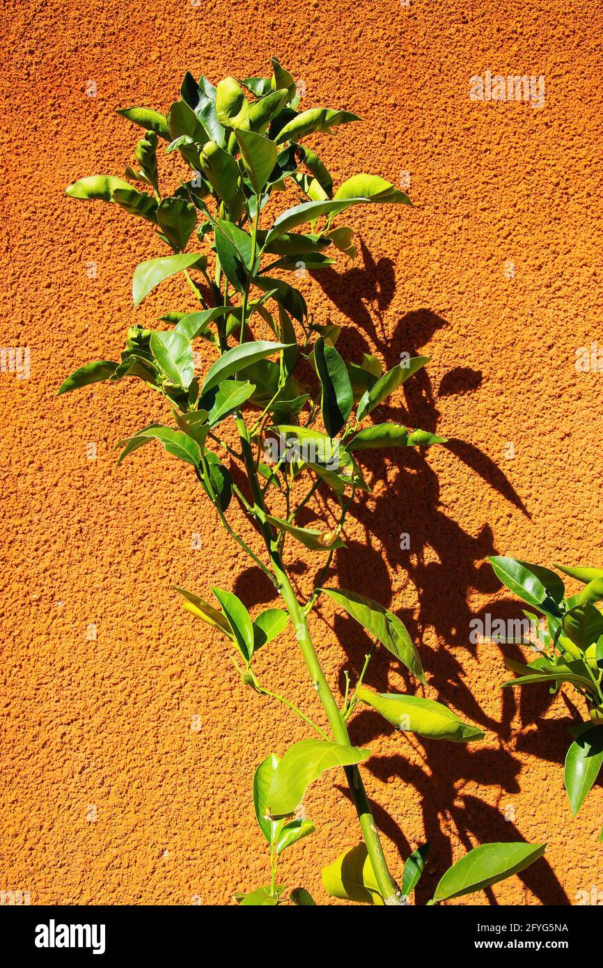Gros plan d'une branche isolée d'agrumes avec des feuilles vertes au soleil éclatant jetant des ombres sur un mur de pierre de couleur terre cuite - Provence, France (FO Banque D'Images