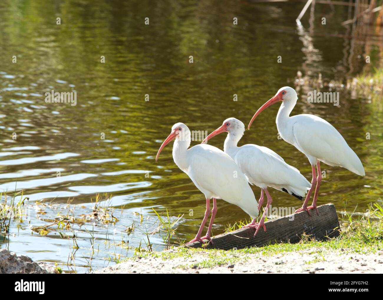 Trois oiseaux d'eau blancs ibis américains se tenant près d'un étang Banque D'Images