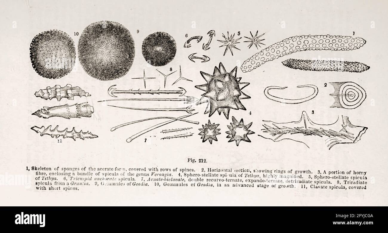 Cellules sous microscope du livre ' le microscope : son histoire, sa construction et son application ' de Hogg, Jabez, 1817-1899 publié à Londres par G. Routledge en 1869 avec des illustrations de TUFFEN WEST Banque D'Images