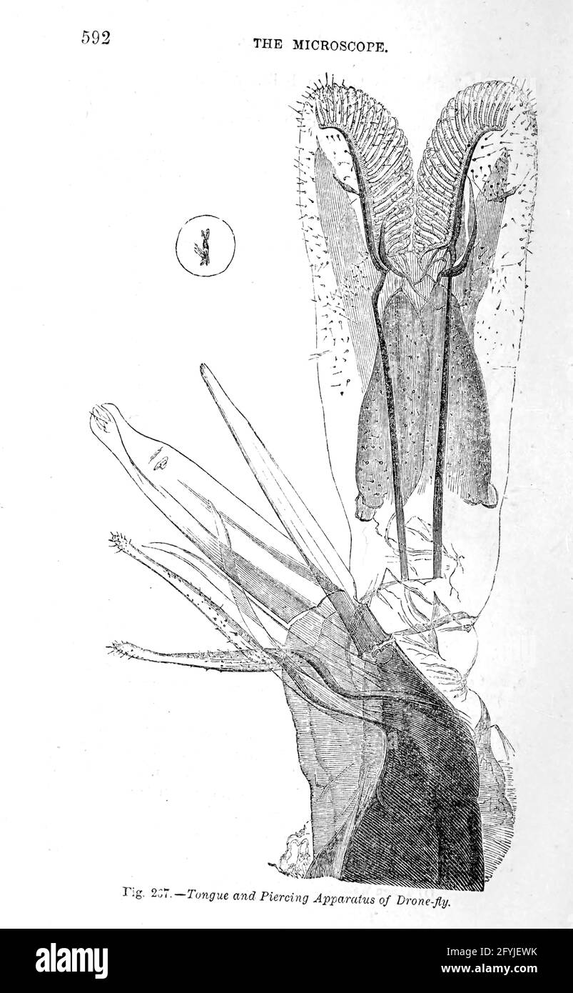 Œuvres d'art de minuscules organismes sous microscope du livre ' le microscope : son histoire, sa construction et son application ' de Hogg, Jabez, 1817-1899 publié à Londres par G. Routledge en 1869 avec des illustrations de TUFFEN WEST Banque D'Images