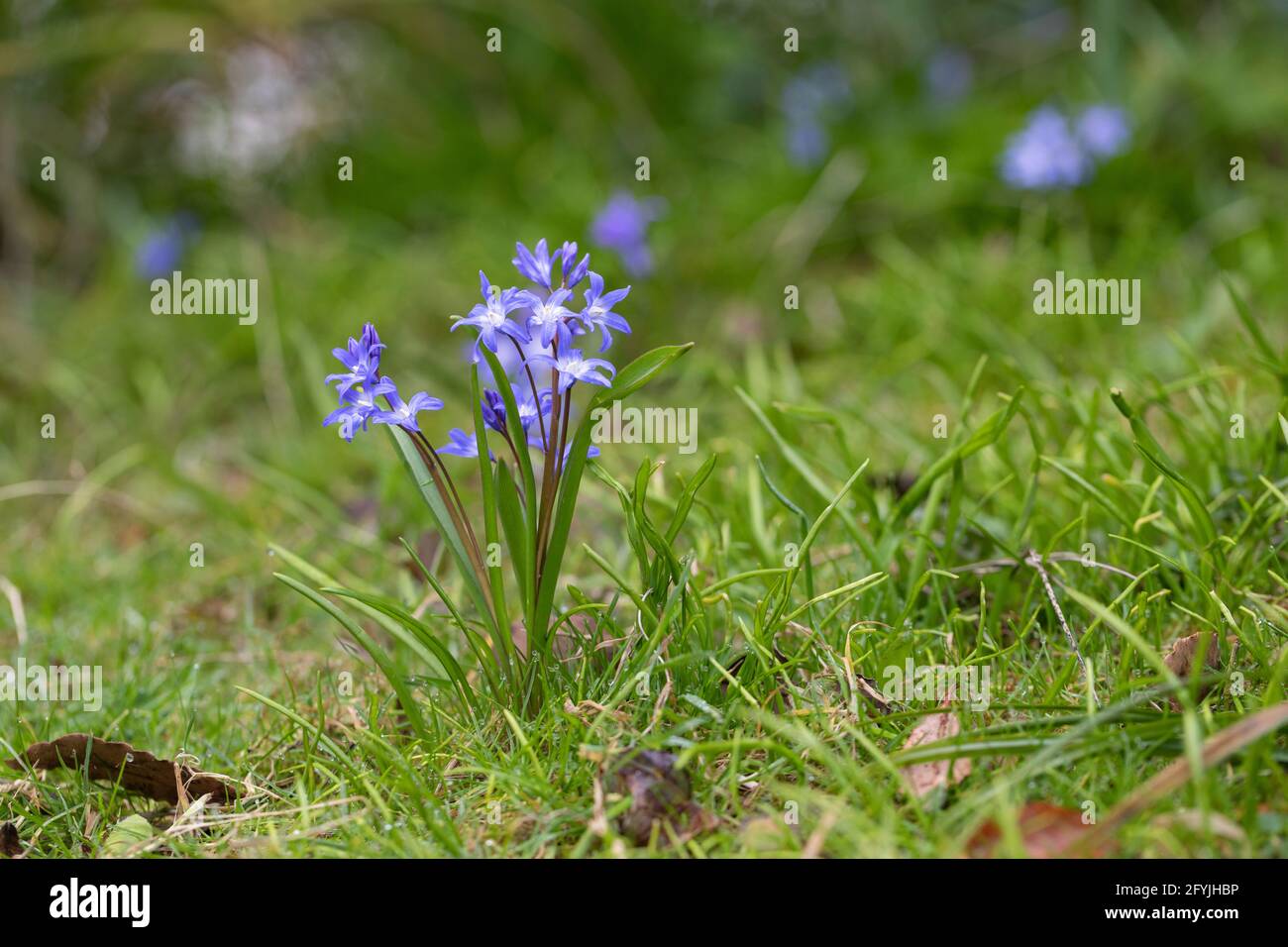 Gros plan de Chionodoxa lucilae floraison dans l'herbe dans Un jardin de printemps au Royaume-Uni Banque D'Images