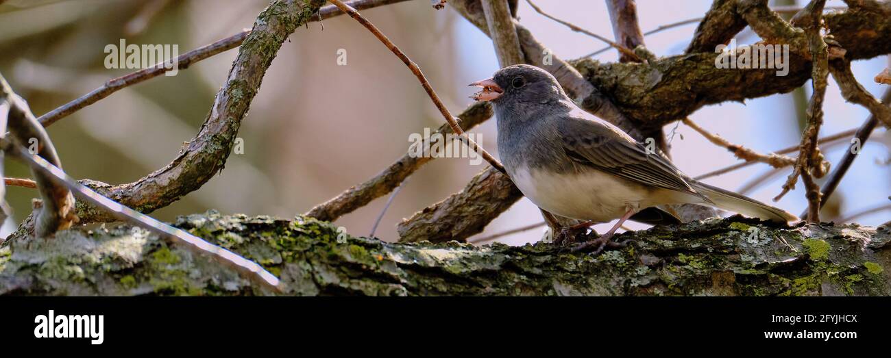 junco aux yeux foncés sur la branche d'arbre avec nourriture sur le bec Banque D'Images