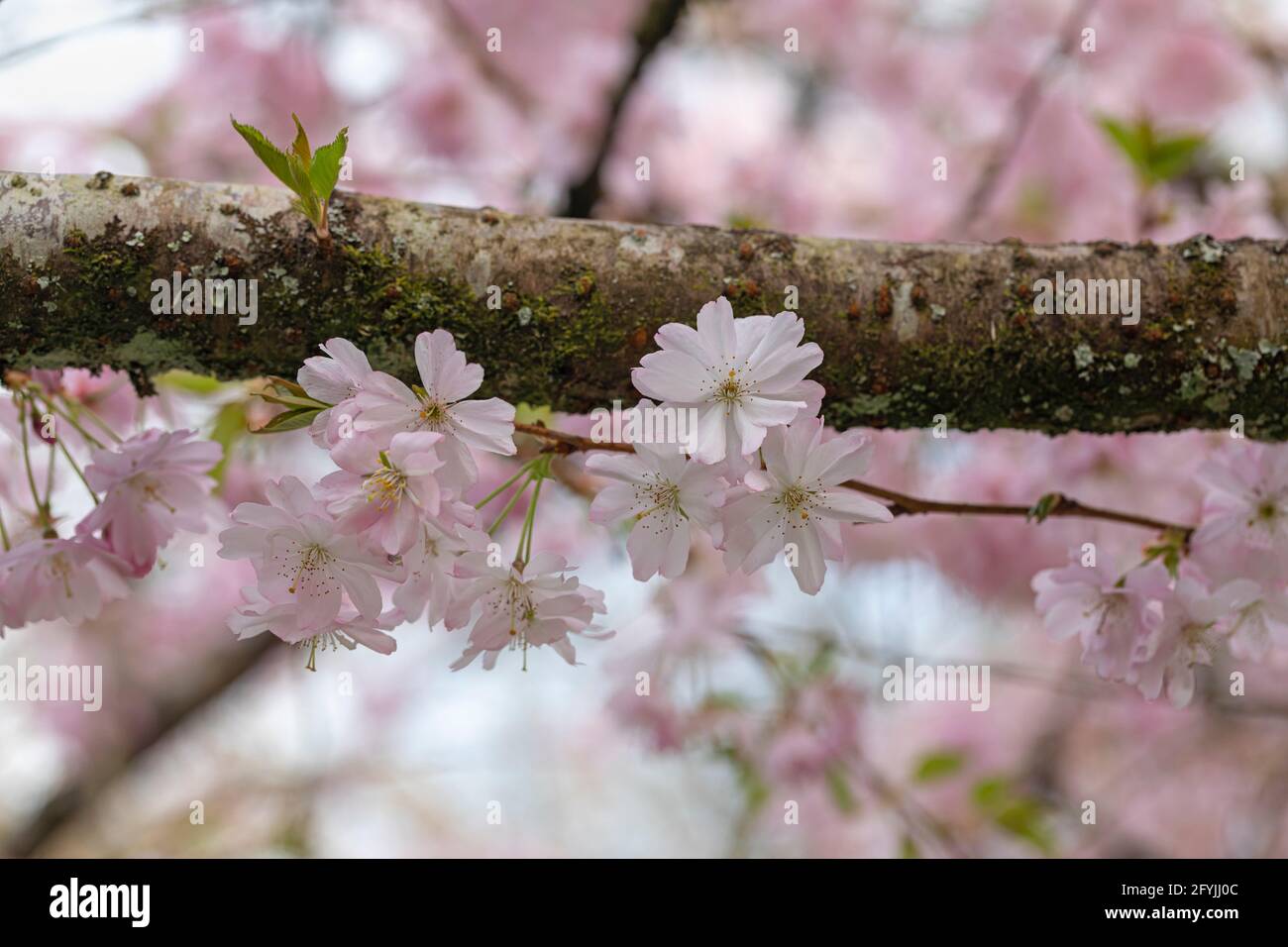 Gros plan sur la floraison des cerisiers en cerisier Prunus Accolade au printemps, Angleterre, Royaume-Uni Banque D'Images