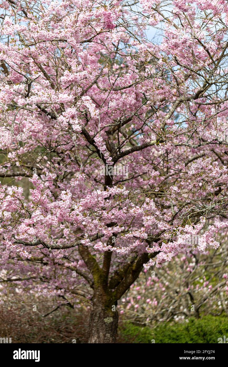 Gros plan sur la floraison des cerisiers en cerisier Prunus Accolade au printemps, Angleterre, Royaume-Uni Banque D'Images