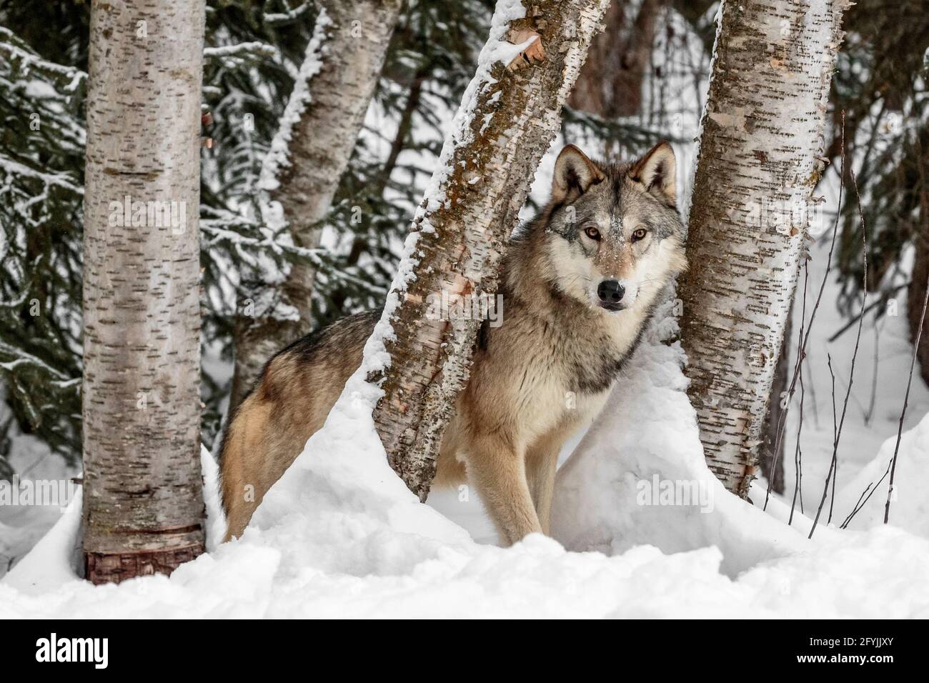 Watcher dans les Bois Banque D'Images