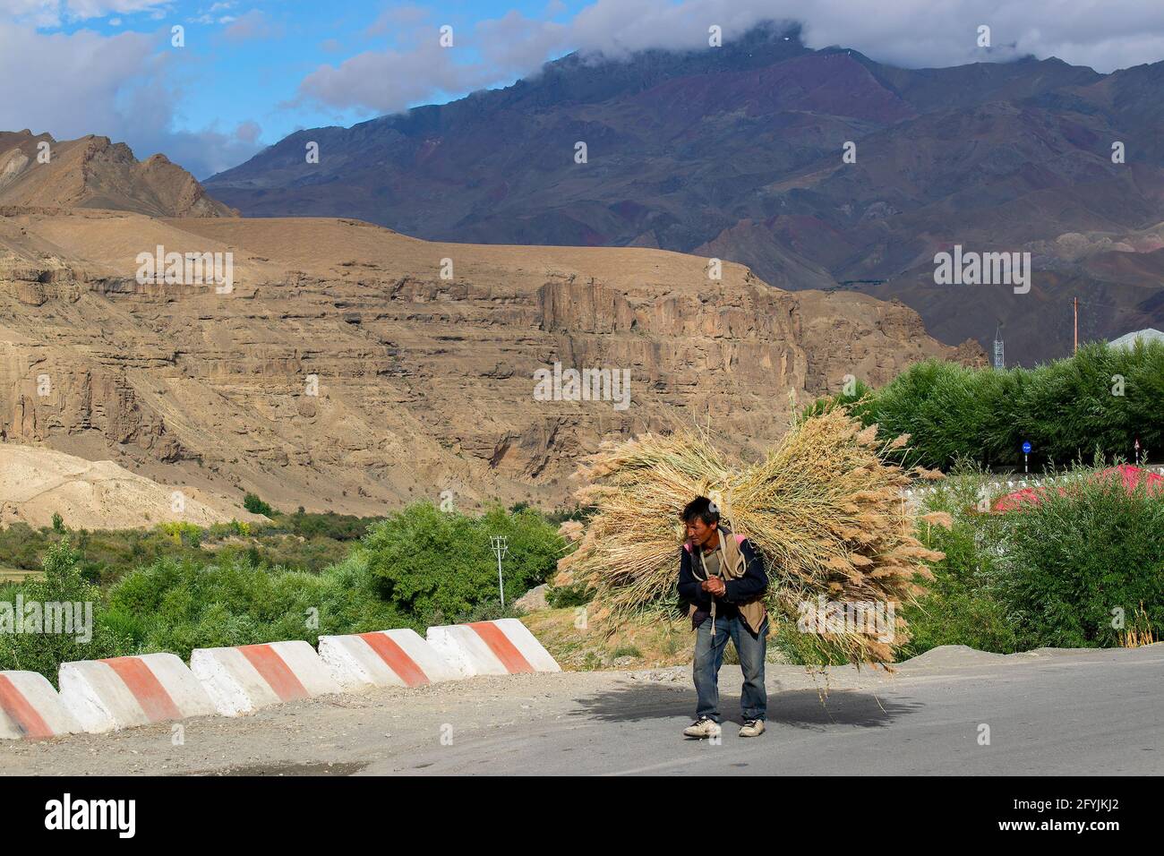 Mulbekh, Ladakh, Inde - 2 septembre 2014 : Ladakhi homme travaillant dur transportant de longues herbes sur la route. Montagnes de l'Himalaya en arrière-plan. Banque D'Images