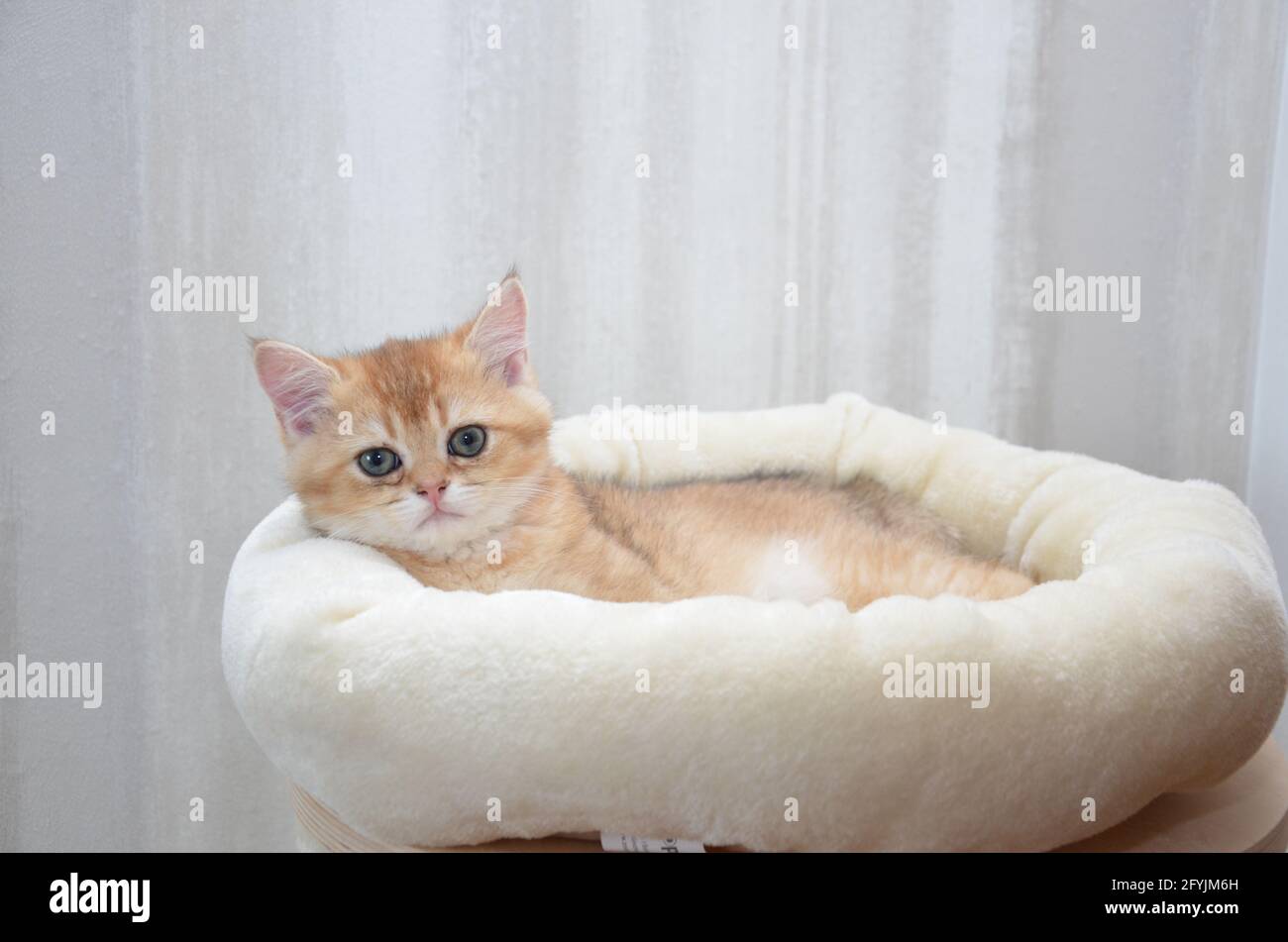 Chaton britannique shorthair, BKH Kitten, chaton beige, chaton reposant sur des oreillers Banque D'Images