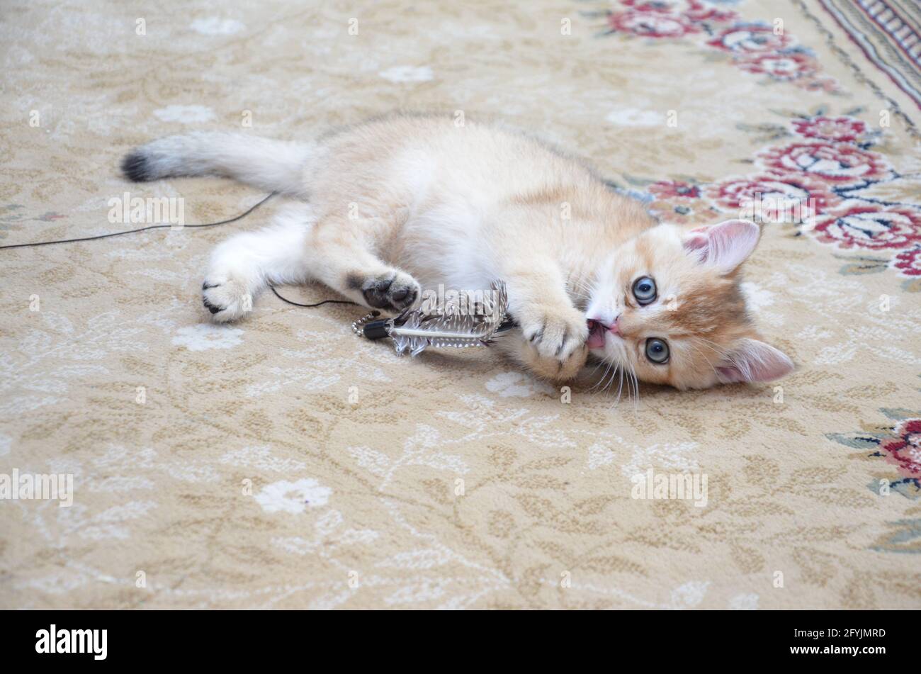 Chaton britannique shorthair, BKH Kitten, chaton beige, chaton britannique jouant avec un jouet Banque D'Images