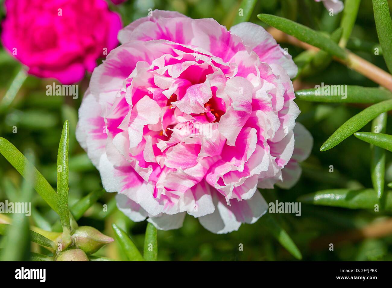 Portulaca Oleracea Yellow Banque D Image Et Photos Alamy