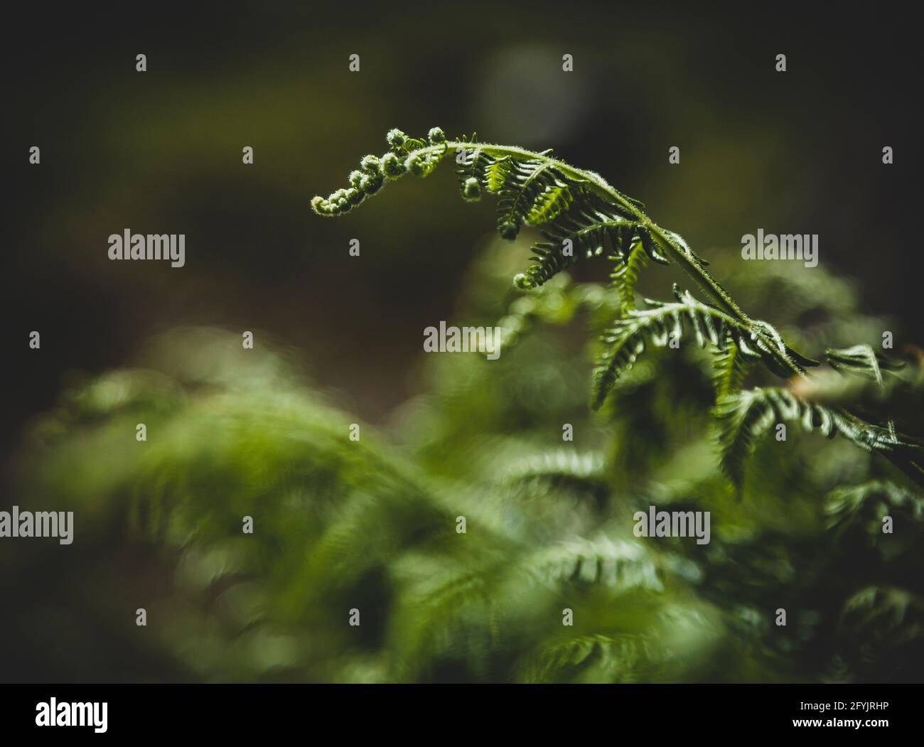 Plantes de Fern dans un emplacement de forêt Banque D'Images