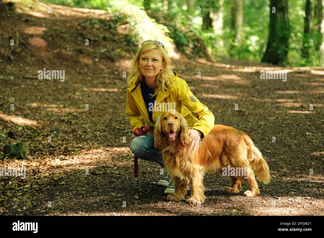 Femme dans un manteau jaune marchant et jouant avec son chien d'épagneul cocker dans les bois au pays de Galles. Banque D'Images