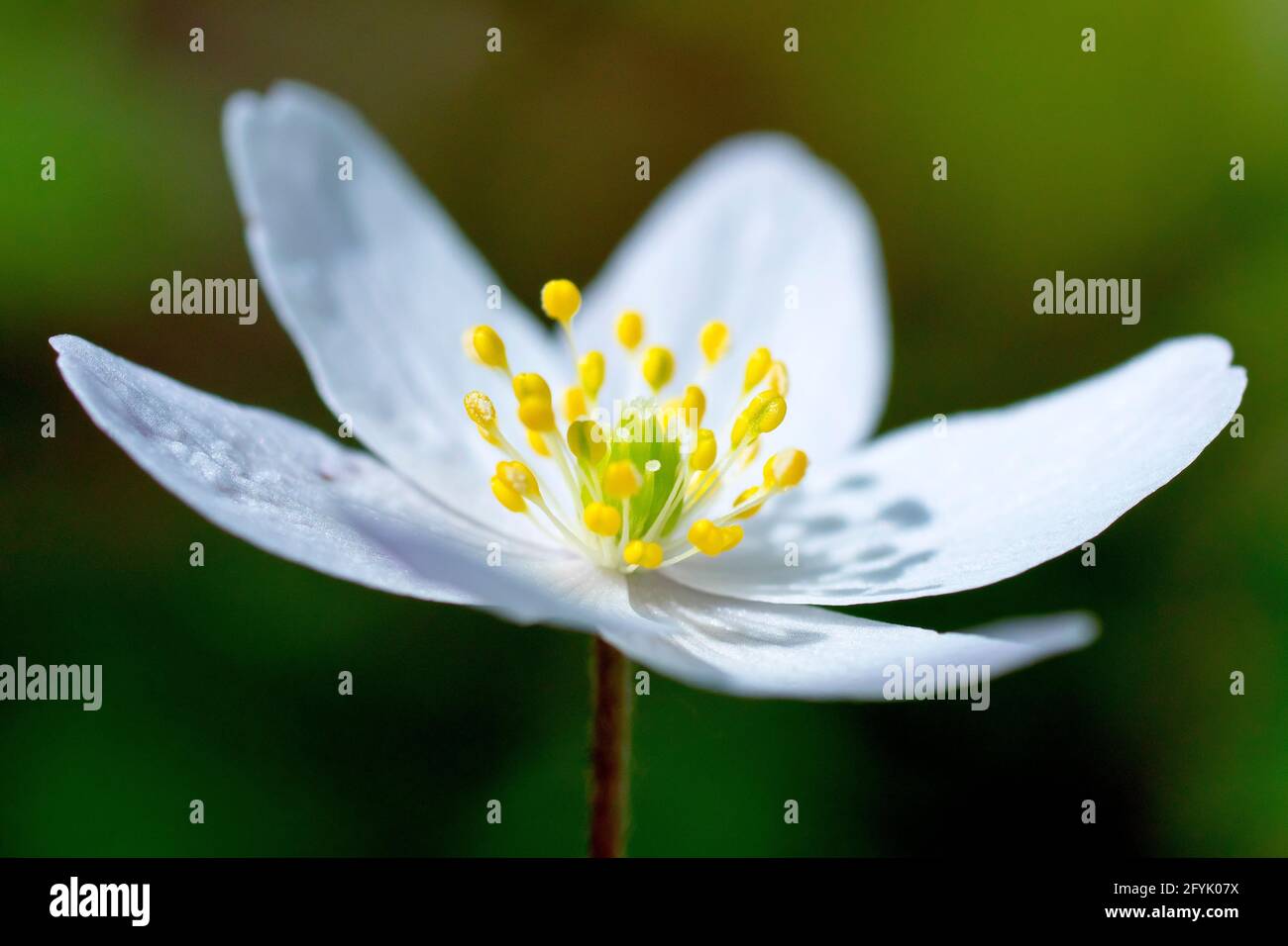 Anemone de bois (anemone nemorosa), également connu sous le nom de Windflower, gros plan d'une fleur simple avec une faible profondeur de champ. Banque D'Images