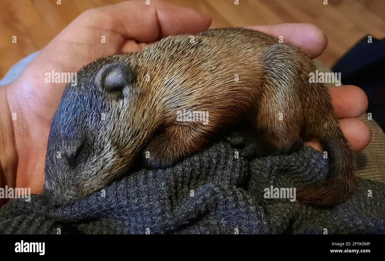Adorable bébé marmotte dormant sur ma main Banque D'Images
