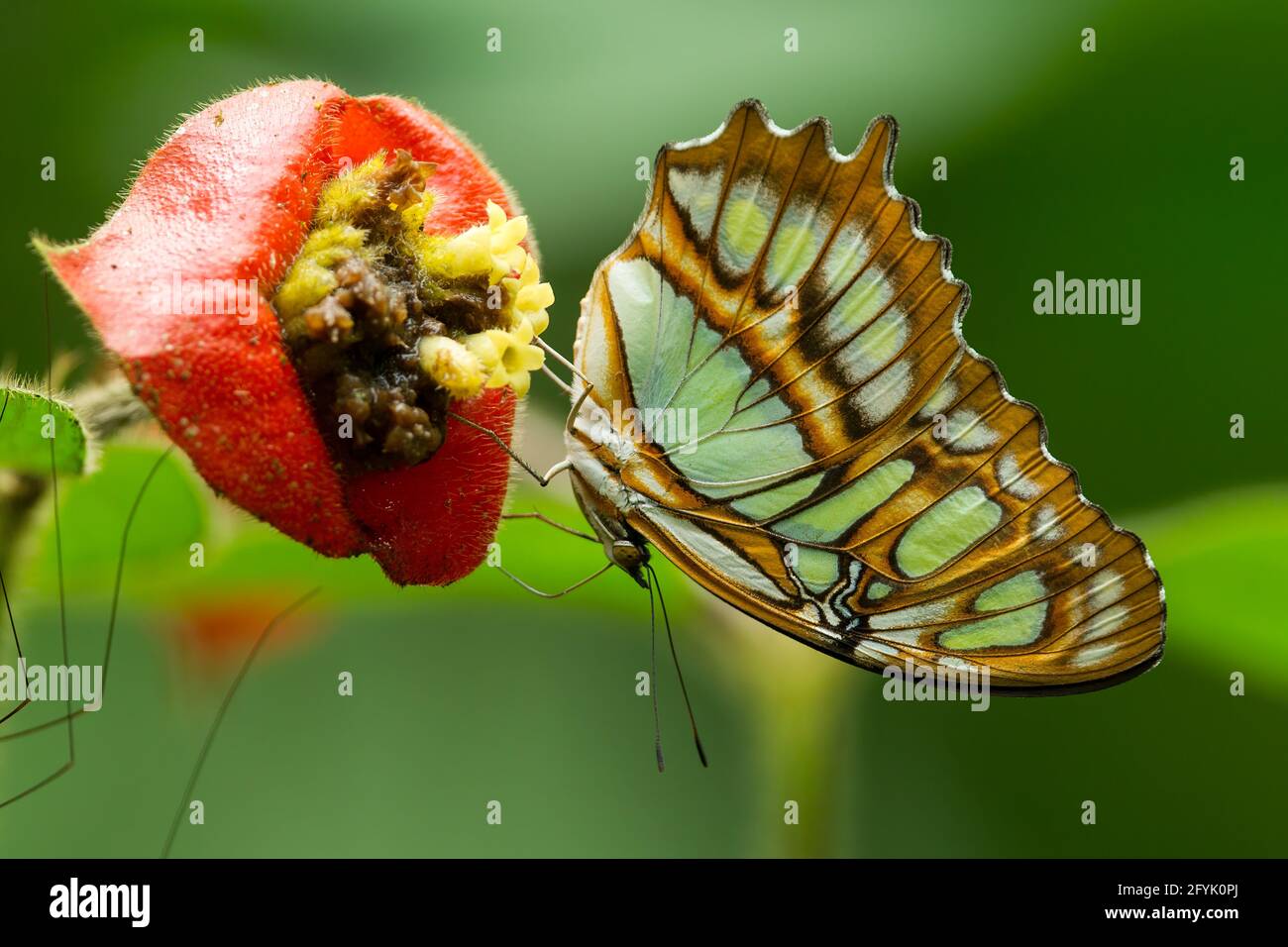 Le papillon malachite, Siproeta stelenes, est un papillon commun que l'on trouve du sud du Texas et de la Floride jusqu'au Brésil. Banque D'Images