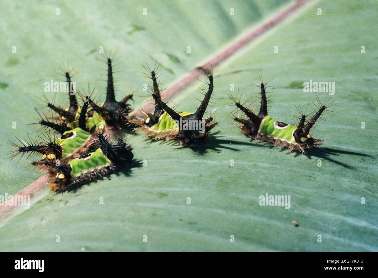 Les Chenilles De La Chenille De Saddleback Moth Sont Venimeuses Avec Des Epines Qui Causent Une Piqure Tres Douloureuse Photo Stock Alamy