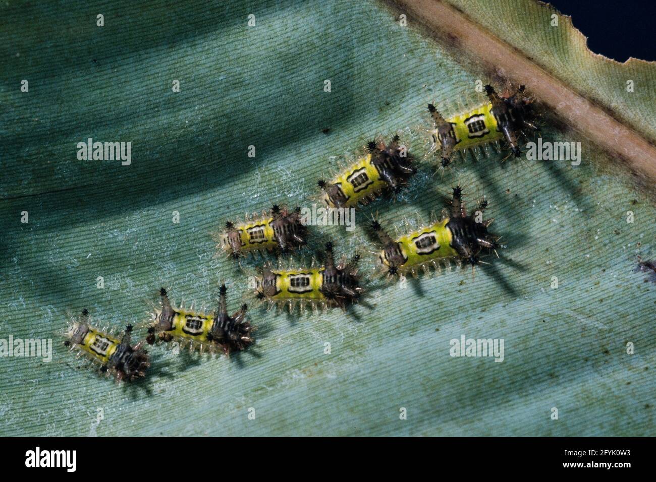 Les chenilles de la chenille de Saddleback Moth sont venimeuses avec des épines qui causent une piqûre très douloureuse. Banque D'Images