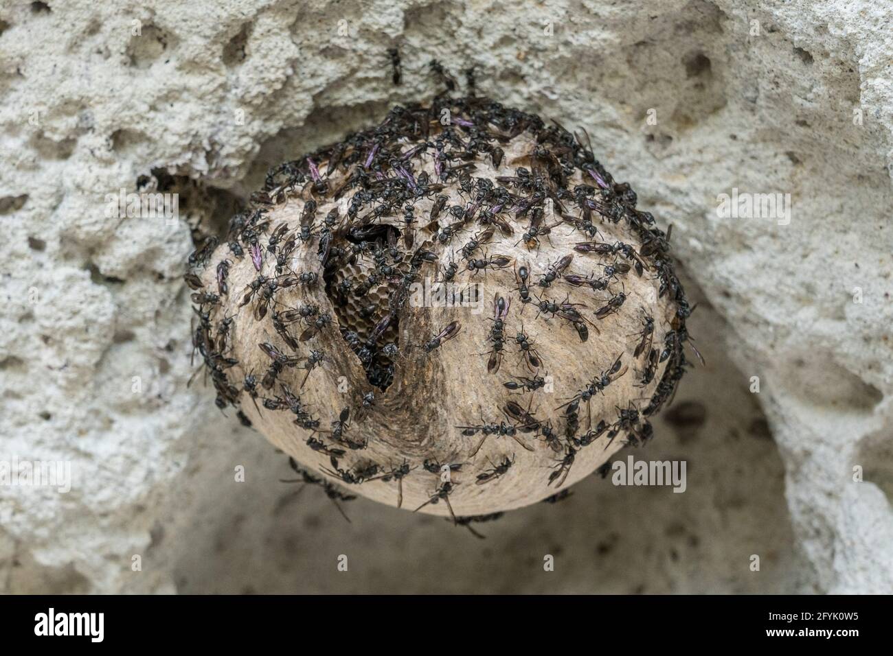 Une espèce de Mexican Honey Wasps, genre Brachygasra, un insecte social non-accrochant qui produit et stocke du miel. Banque D'Images