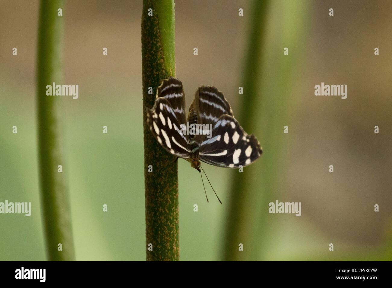 L'aile pourpre Banded, Myscelia cyaniris, est un habitant de forêts tropicales humides du Mexique au Pérou. Banque D'Images