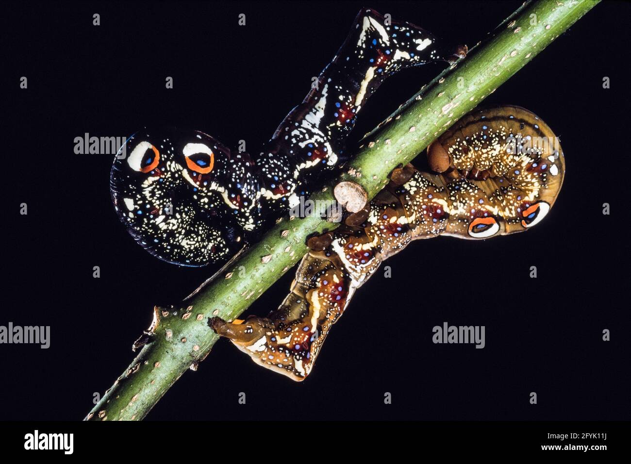 La chenille colorée ou la larve de la Moth commune piercing de fruits, Eudocima phalonia, sur Guam. Notez les points de protection des yeux. Banque D'Images