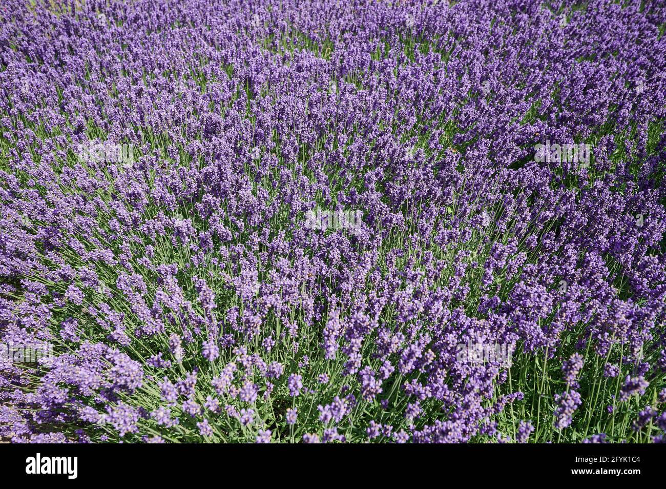 Arrière-plan de plante de lavande violet. Grand champ de fleur lavande fleur Banque D'Images