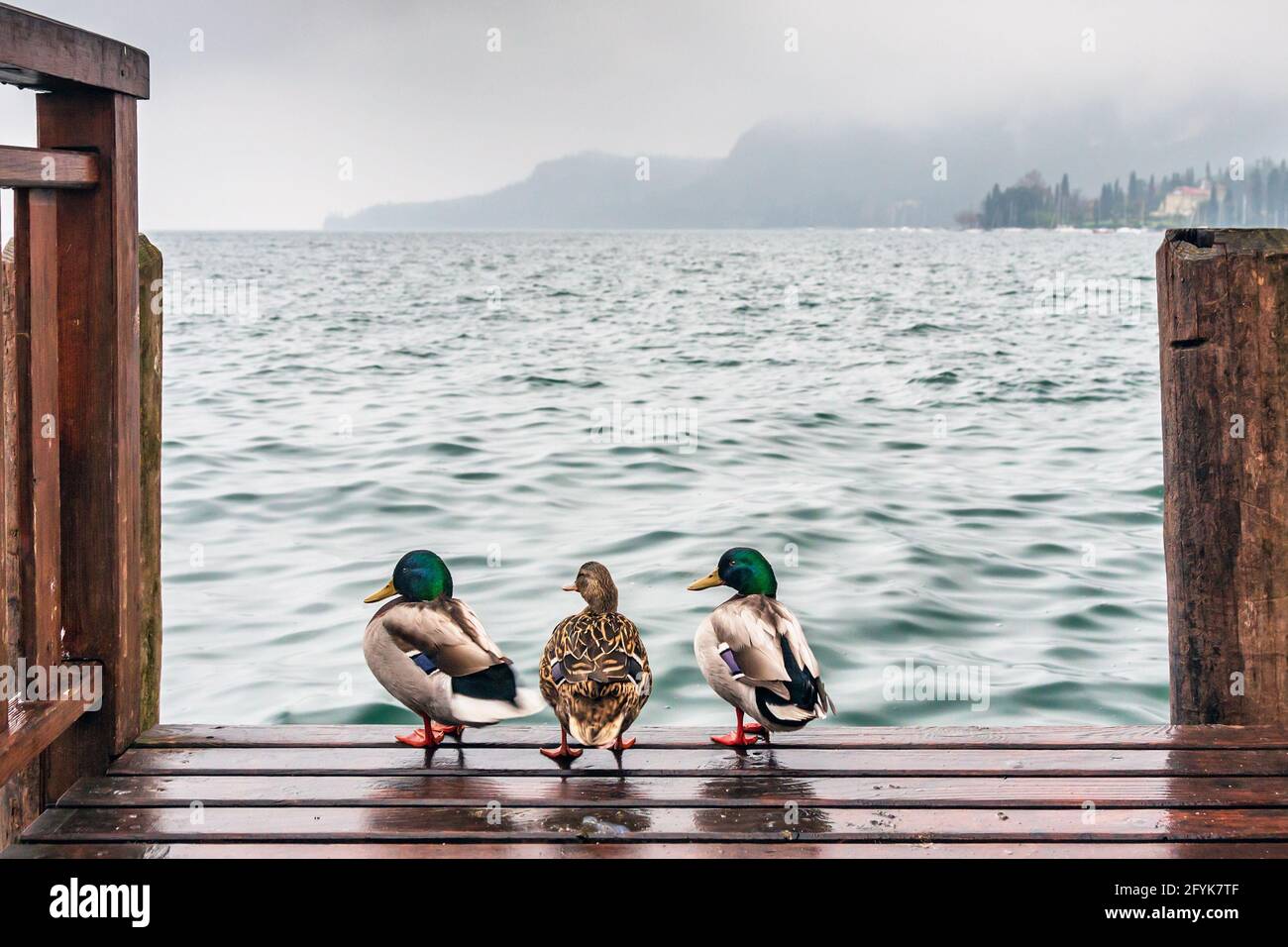 Trois canards prenant dans la vue sur une journée humide au lac de Garde. Banque D'Images