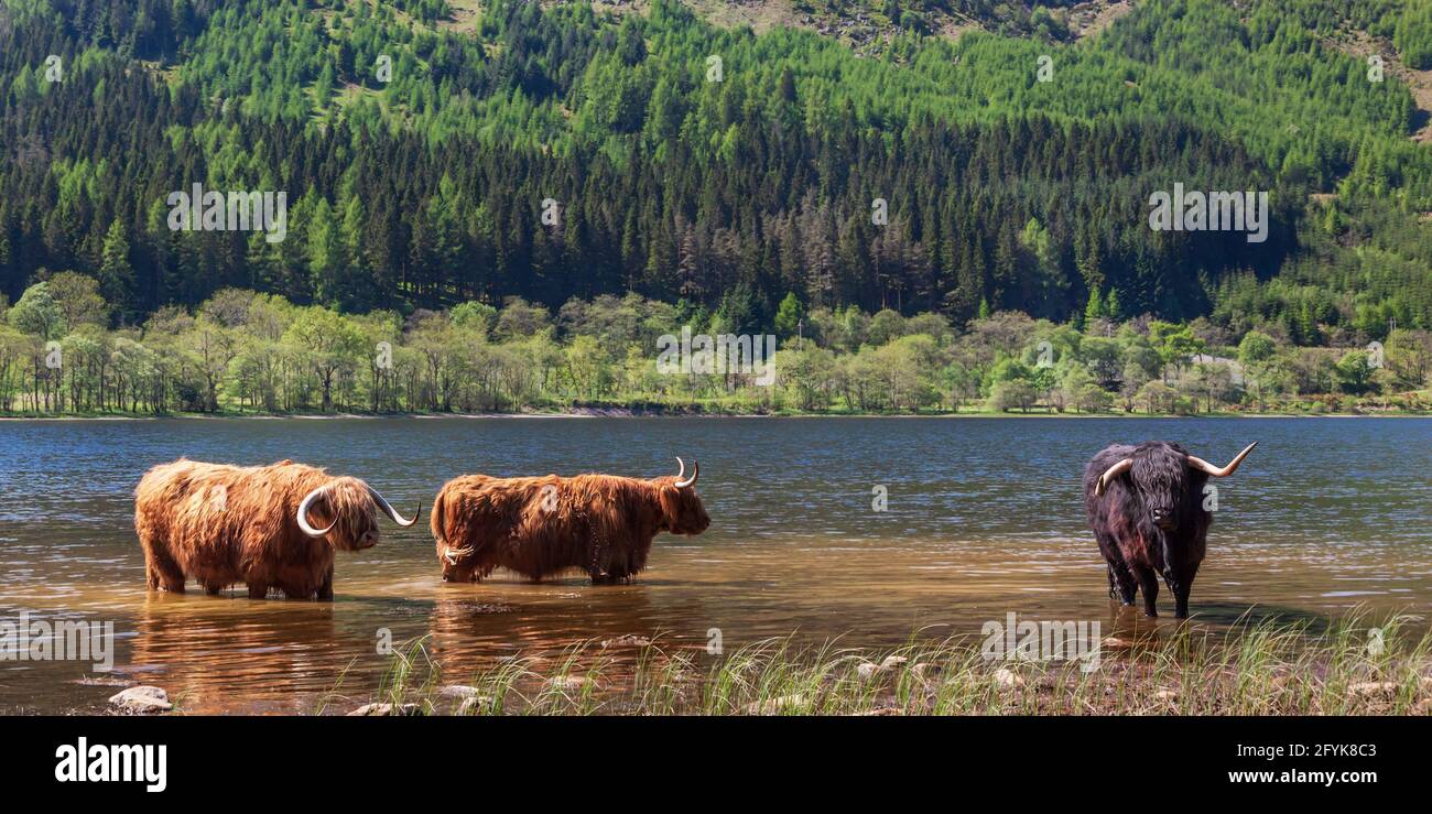 Des vaches des Highlands se tenant dans le Loch Lubnaig pour se rafraîchir par temps chaud, dans les hauts plateaux du centre de l'Écosse. Banque D'Images