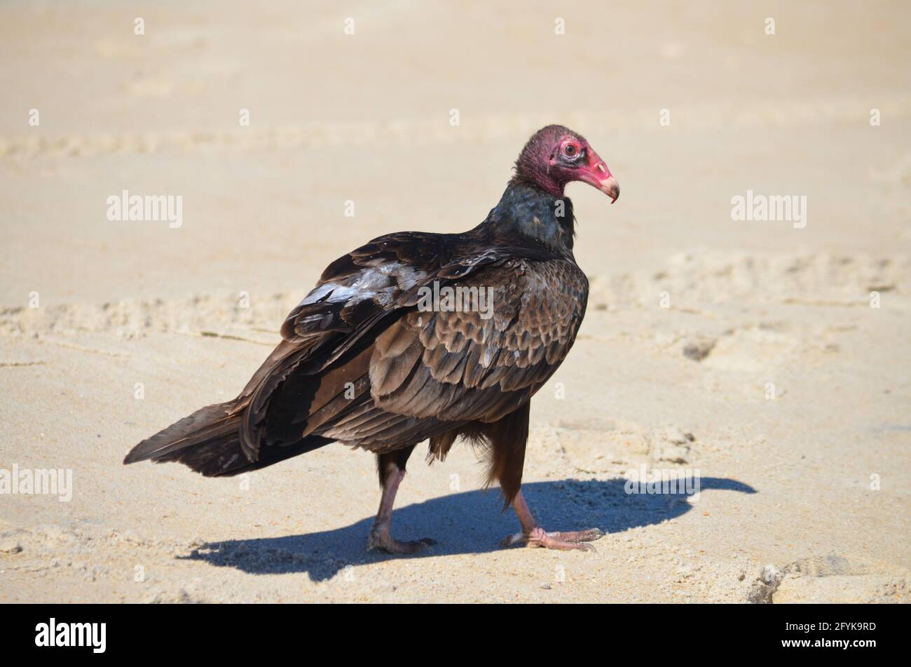 Un vautour de turquie fait voler la plage à la recherche de carrion. Banque D'Images