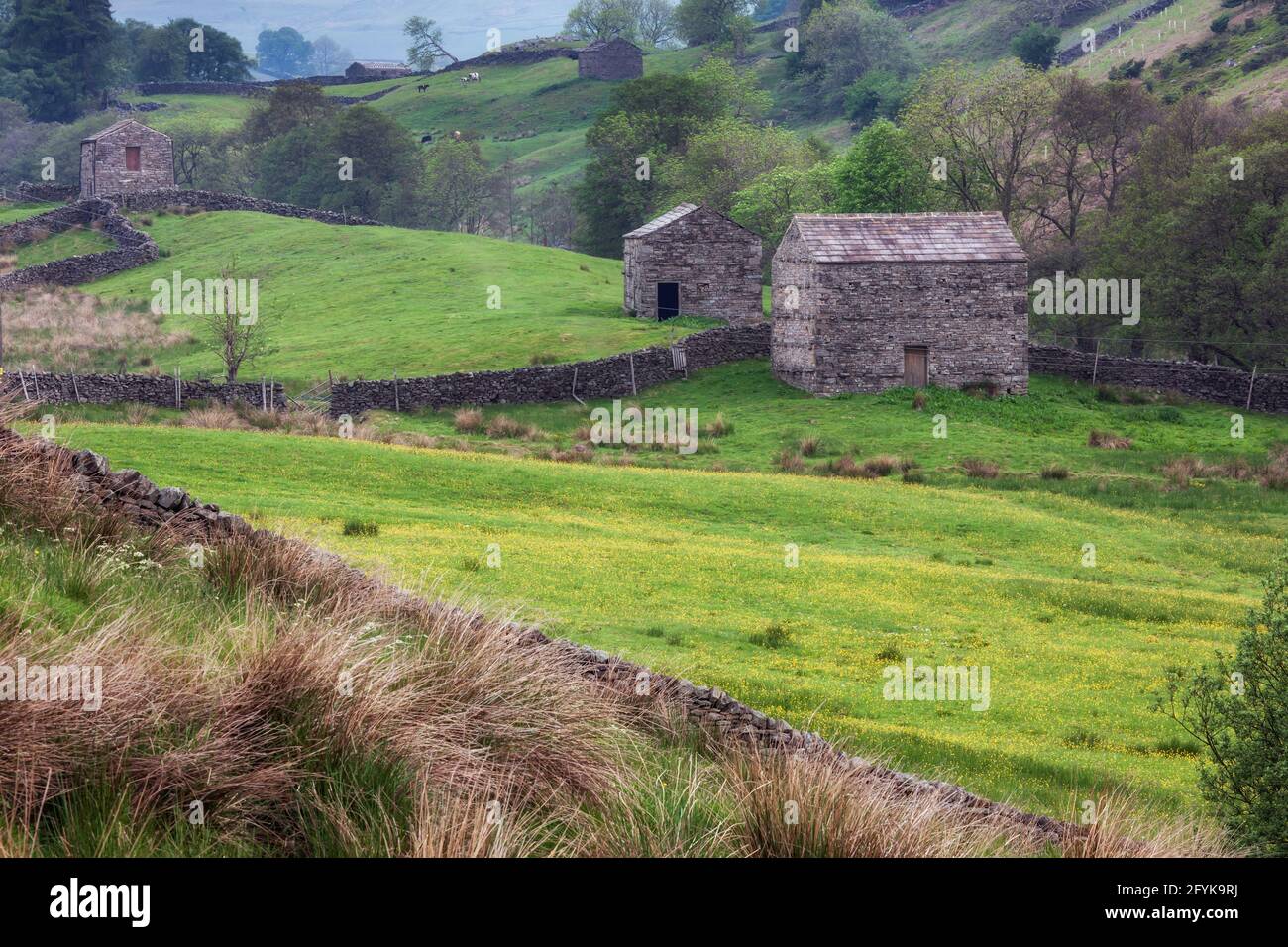 Un champ de butterbutterbups jaunes avec des granges en pierre et des murs en pierre sèche dans une scène pittoresque dans le paysage de la lande de Swaledale dans le Yorkshire Dales. Banque D'Images